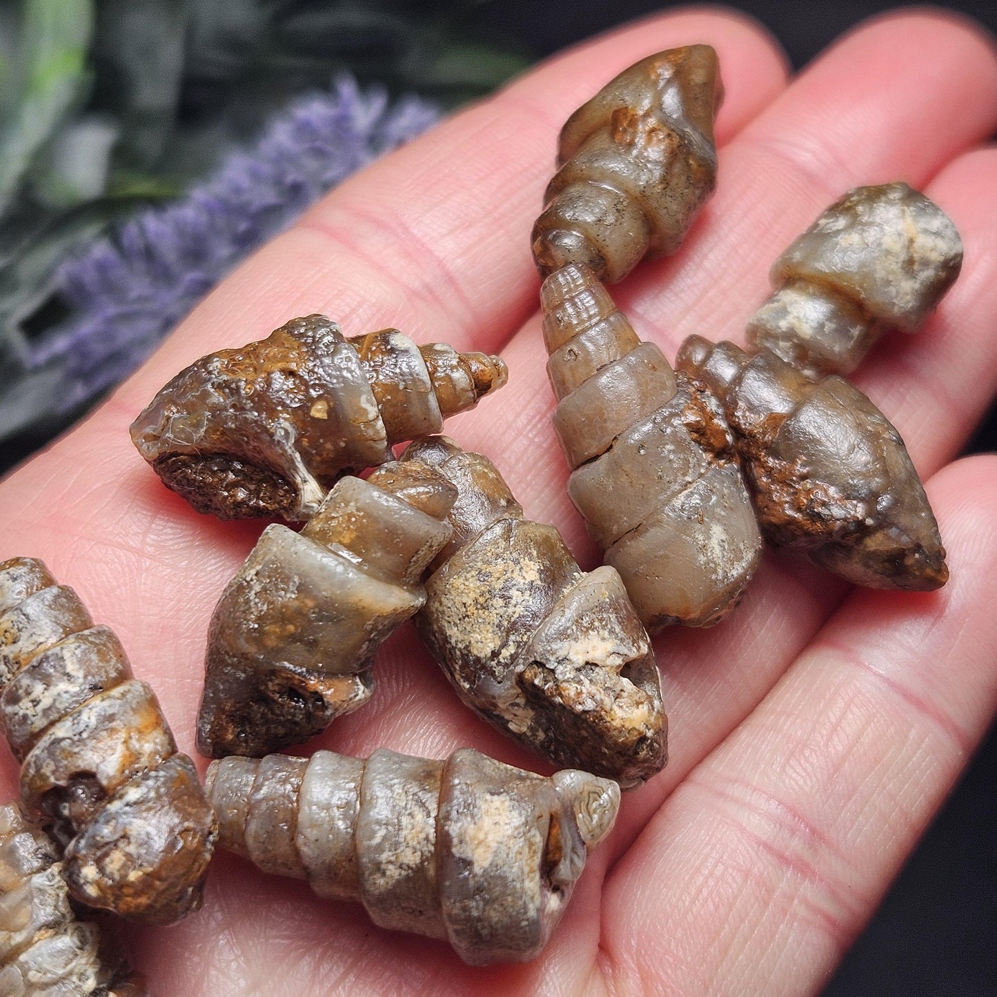 Agatized Spiral Fossil, Turritella Fossilized Snail Gastropod Shell (0.5