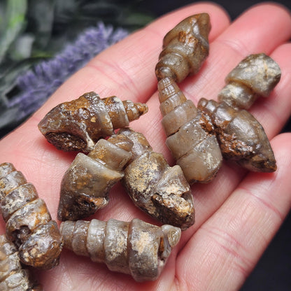 Agatized Spiral Fossil, Turritella Fossilized Snail Gastropod Shell (0.5