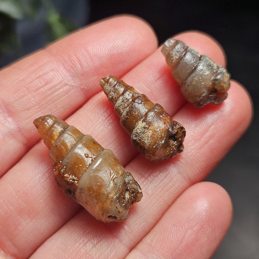 Agatized Spiral Fossil, Turritella Fossilized Snail Gastropod Shell (0.5