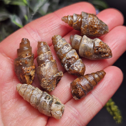 Agatized Spiral Fossil, Turritella Fossilized Snail Gastropod Shell (0.5