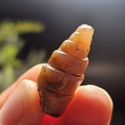 Agatized Spiral Fossil, Turritella Fossilized Snail Gastropod Shell (0.5