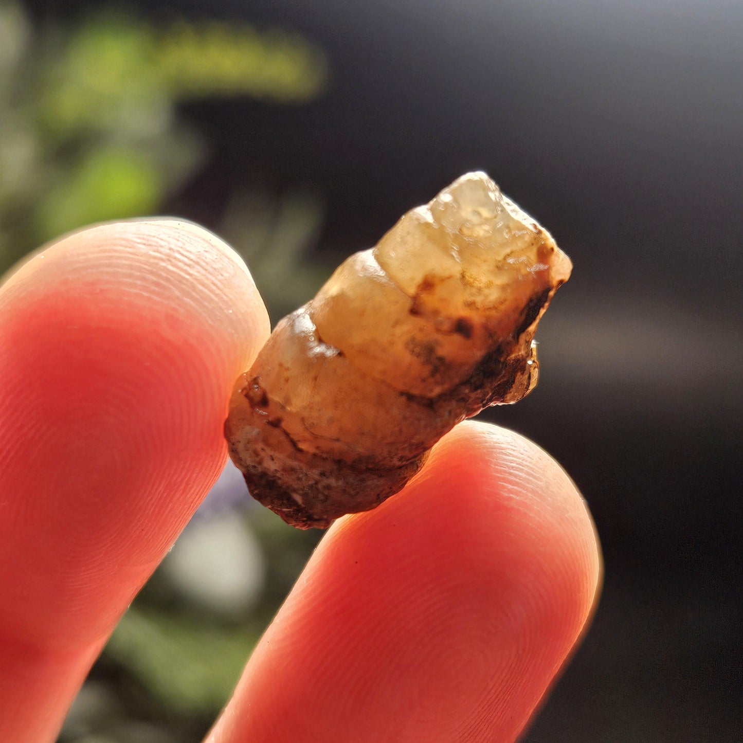 Agate Sea Shell Fossil, Turritella Fossilized Snail Gastropod Shell (0.5