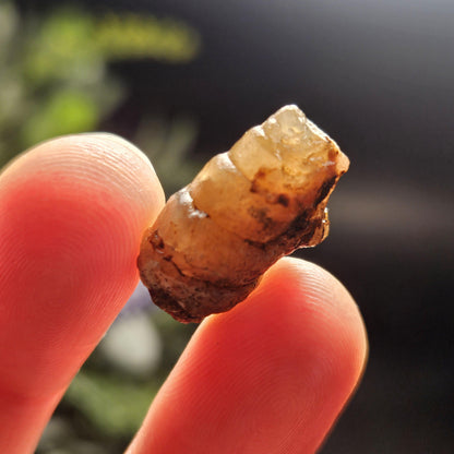 Agate Sea Shell Fossil, Turritella Fossilized Snail Gastropod Shell (0.5