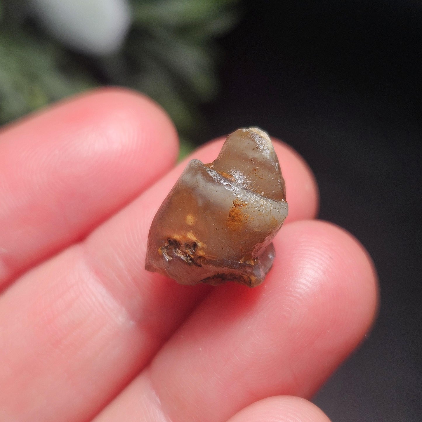 Agate Sea Shell Fossil, Turritella Fossilized Snail Gastropod Shell (0.5