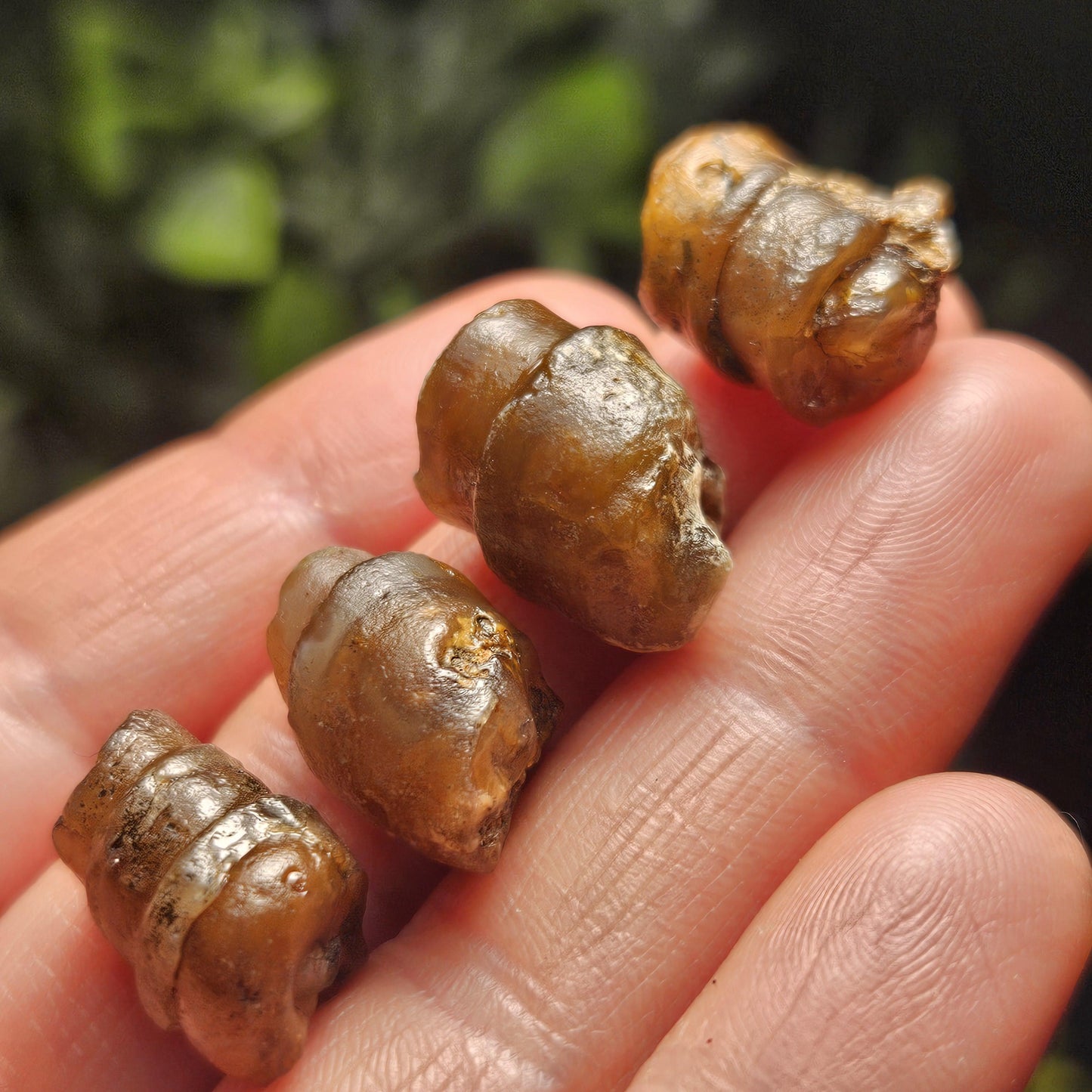 Agate Sea Shell Fossil, Turritella Fossilized Snail Gastropod Shell (0.5