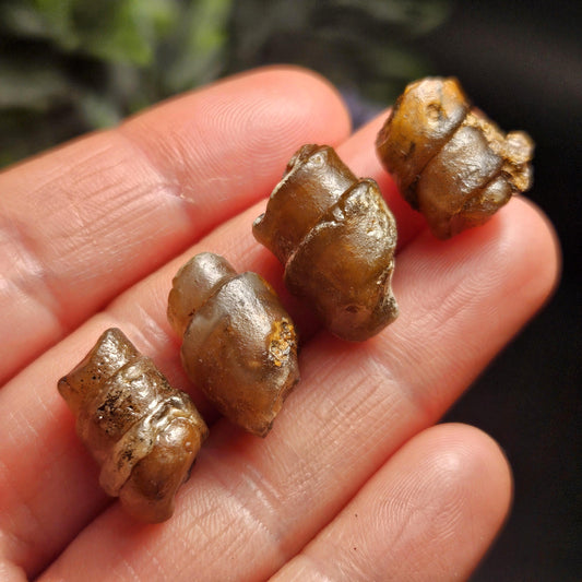 Agate Sea Shell Fossil, Turritella Fossilized Snail Gastropod Shell (0.5