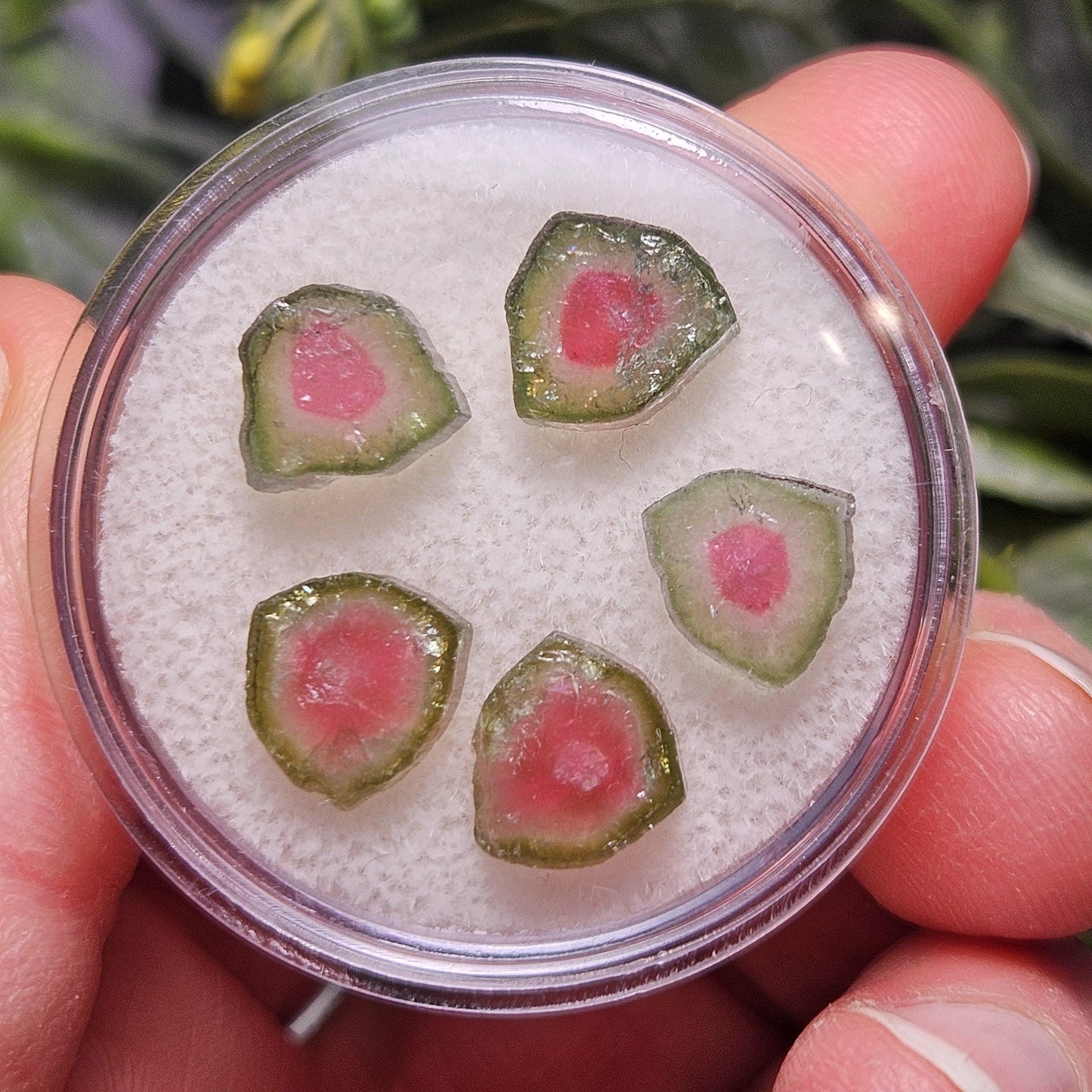 Watermelon Tourmaline Crystal Slice, Natural Polished Specimen (5 to 10mm)
