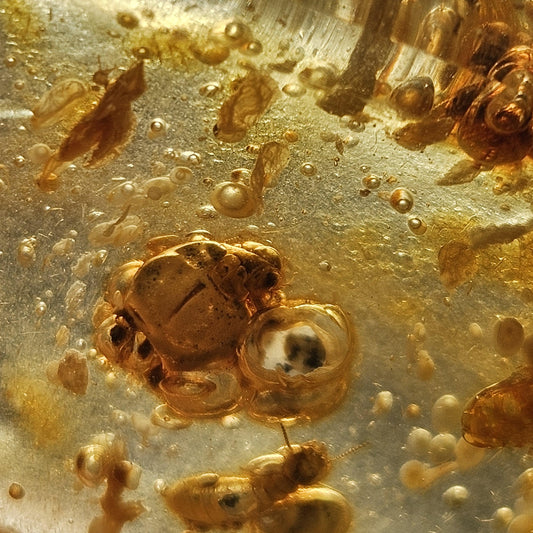 Enhydro Amber with MOVING Bubble & Insect Inclusions, 4.26g