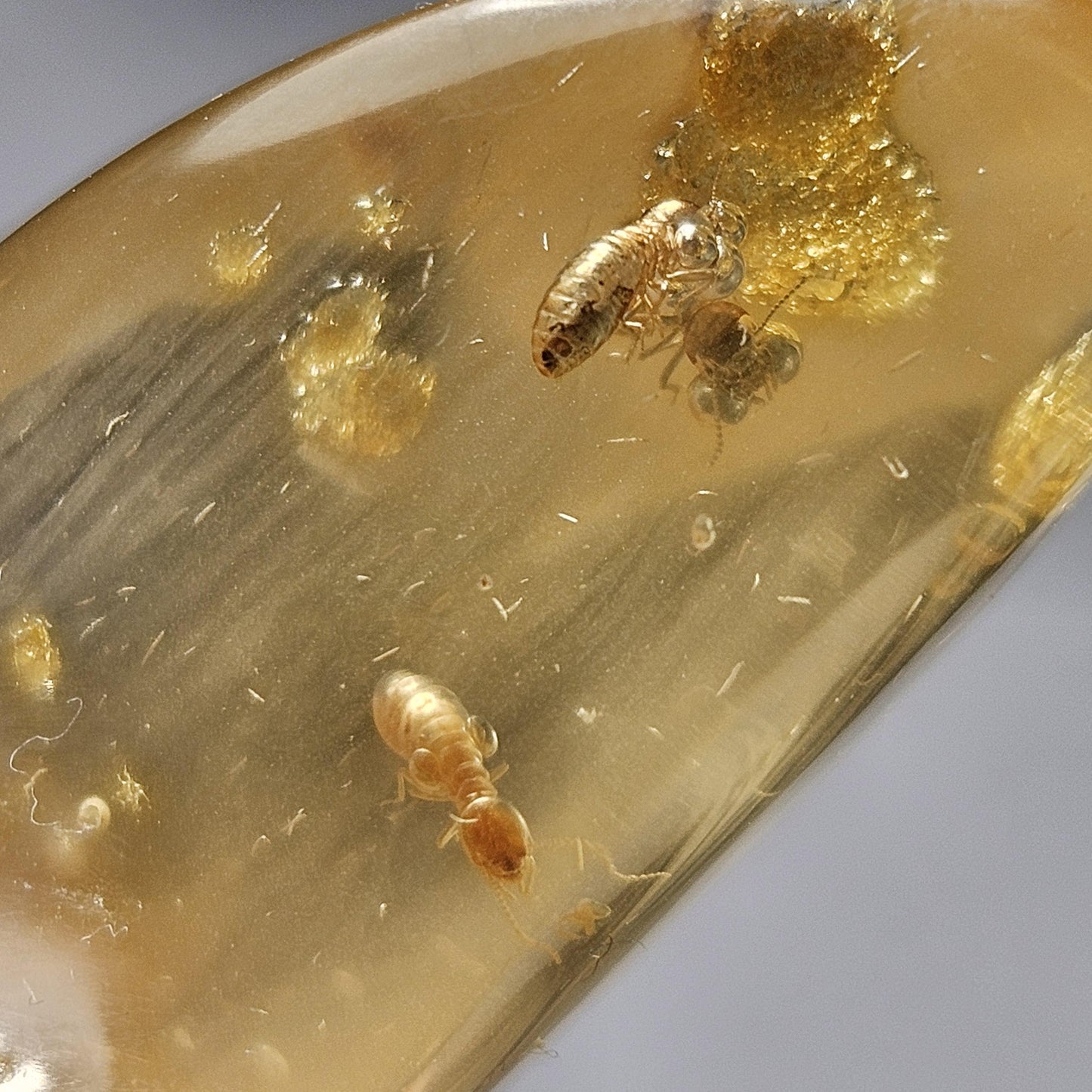 Enhydro Amber with MOVING Bubble & Insect Inclusions, 9.32g