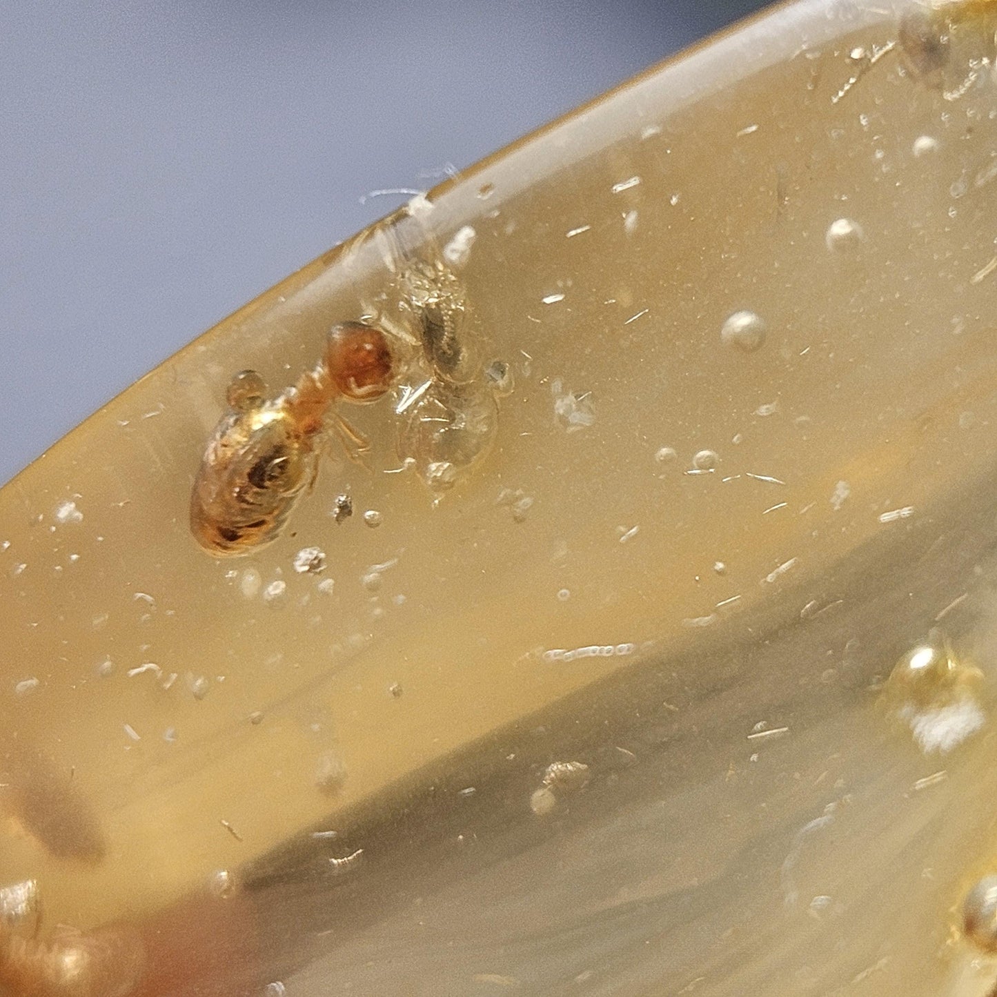 Enhydro Amber with MOVING Bubble & Insect Inclusions, 9.32g