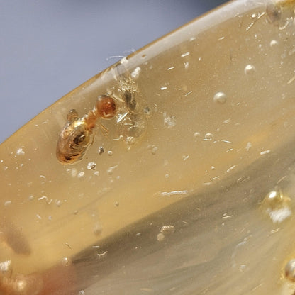 Enhydro Amber with MOVING Bubble & Insect Inclusions, 9.32g