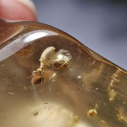Enhydro Amber with MOVING Bubble & Insect Inclusions, 9.32g