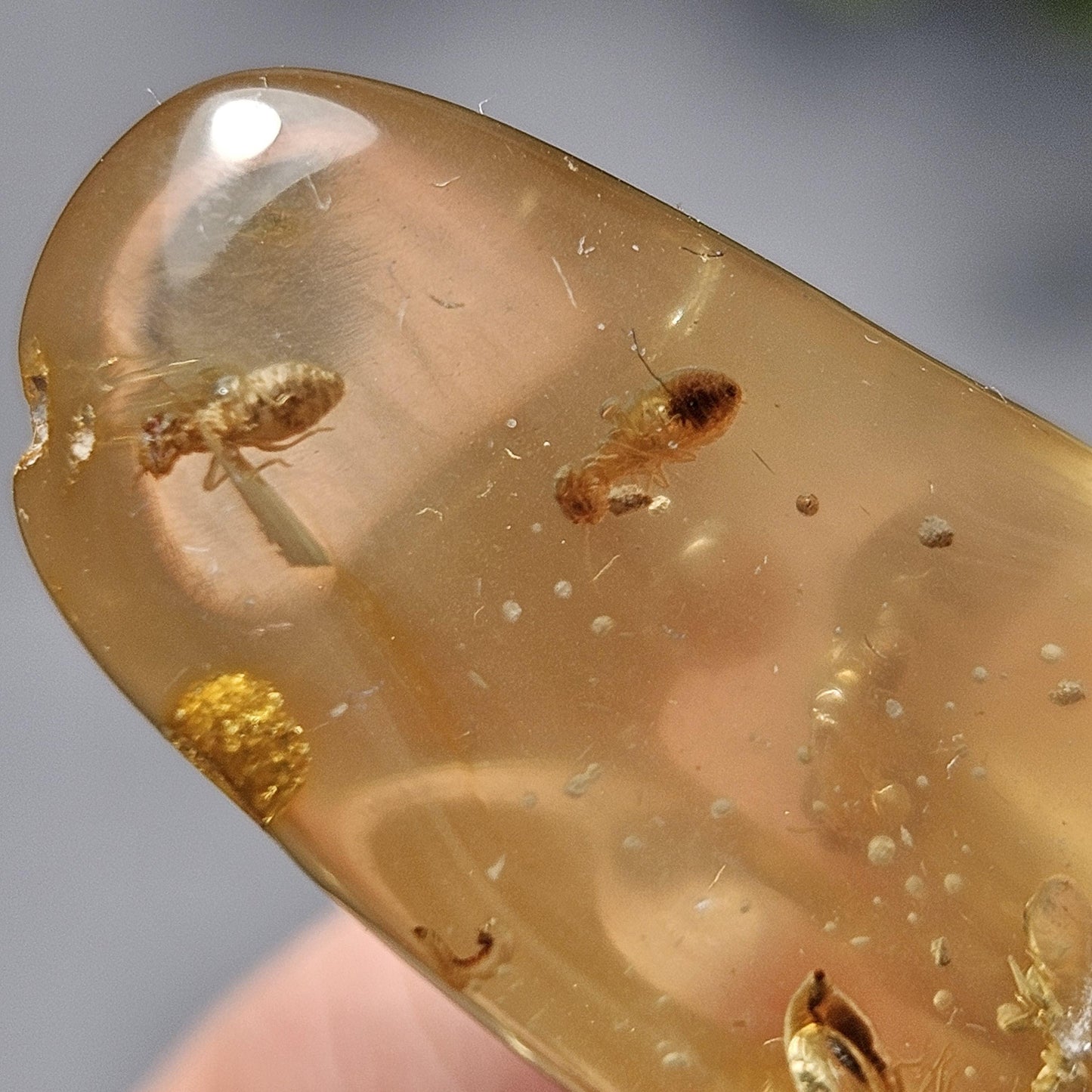 Enhydro Amber with MOVING Bubble & Insect Inclusions, 9.32g