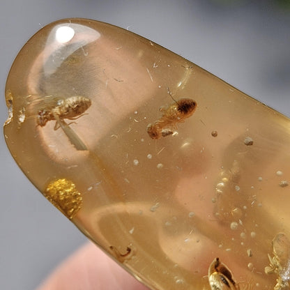 Enhydro Amber with MOVING Bubble & Insect Inclusions, 9.32g
