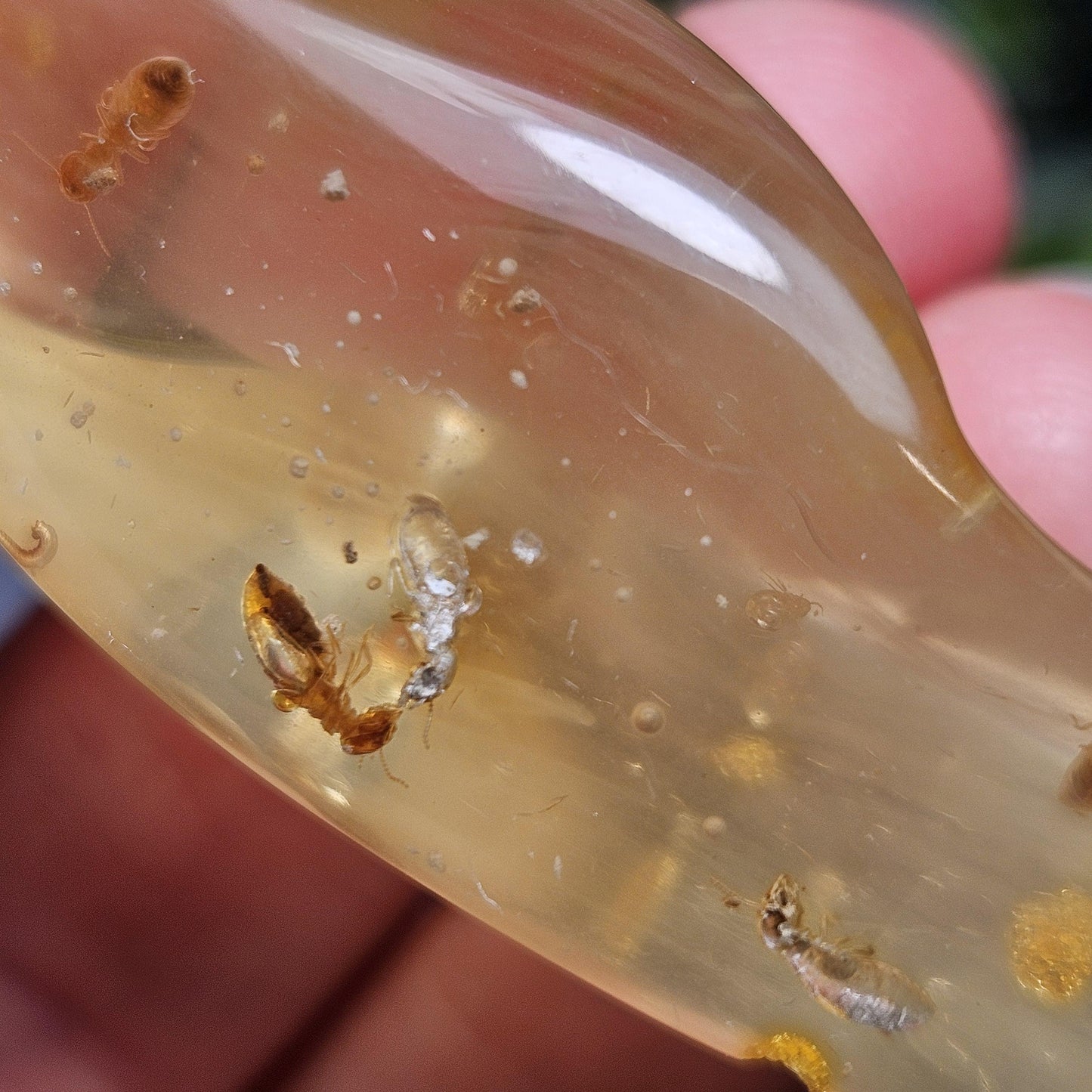 Enhydro Amber with MOVING Bubble & Insect Inclusions, 9.32g