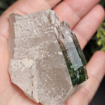 Watermelon Tourmaline on Quartz 53.32g