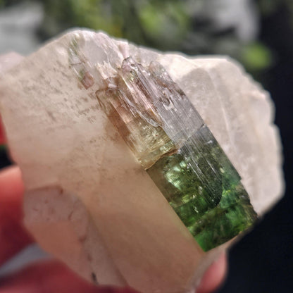 Watermelon Tourmaline on Quartz 53.32g