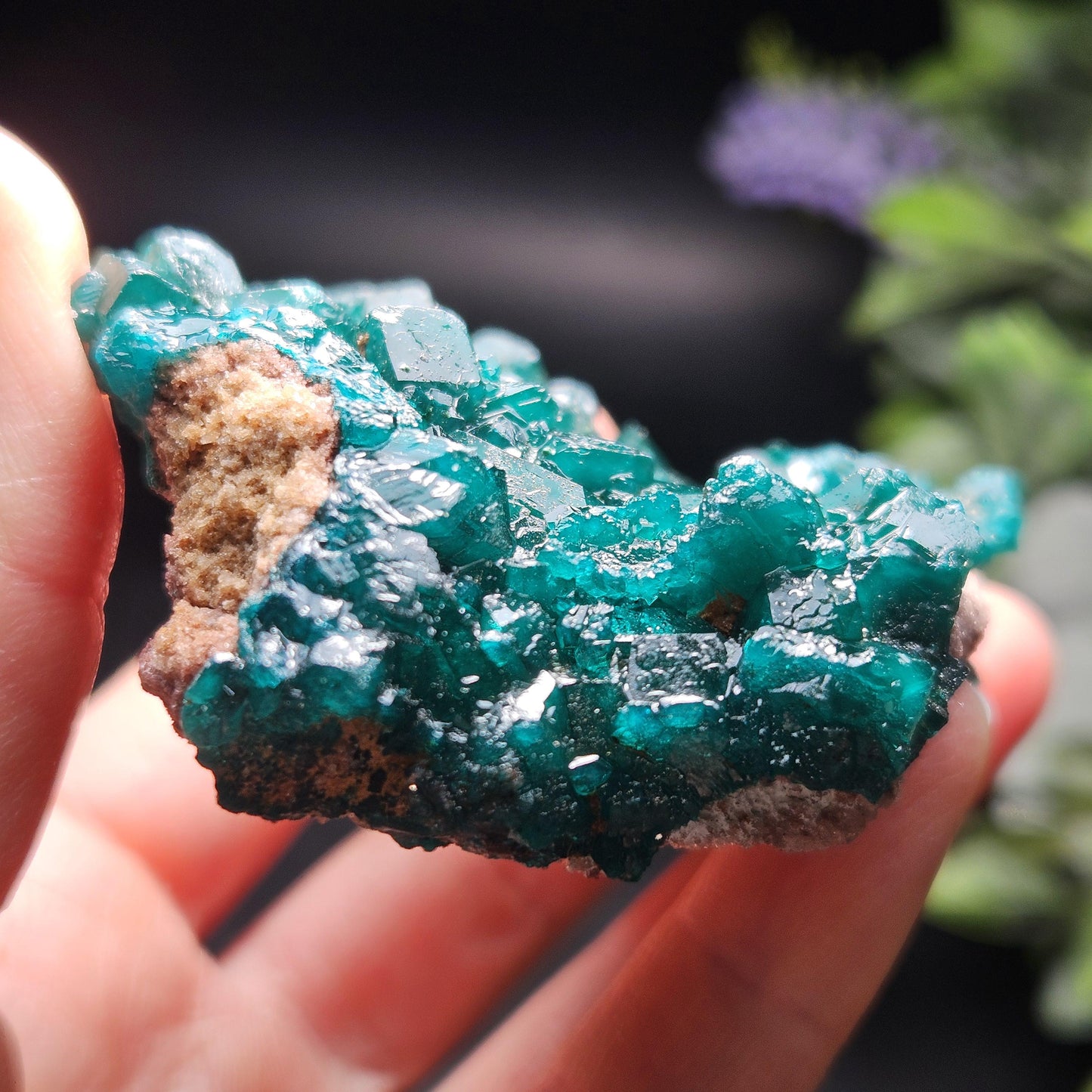 Dioptase Cluster Specimen from Congo 115g