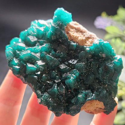 Dioptase Cluster Specimen from Congo 115g