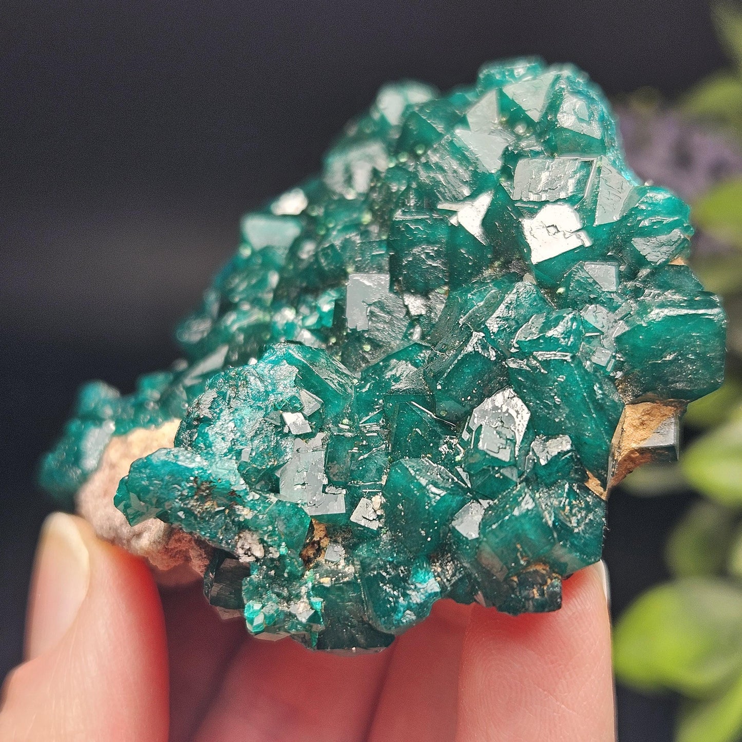 Dioptase Cluster Specimen from Congo 115g