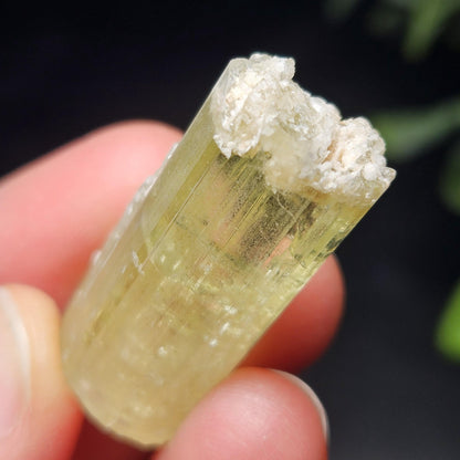 Terminated Heliodor Crystal 11.8g, AAA Golden Beryl