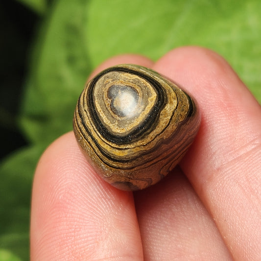 Stromatolite Fossil 0.75", Tumbled Fossil Specimen, Polished Stromatolite Stone