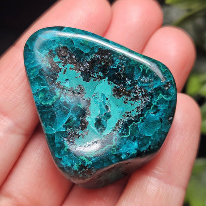 Polished Dioptase Crystal from the Congo 33.76g, Congo Dioptase Specimen, DRC Dioptase Crystal