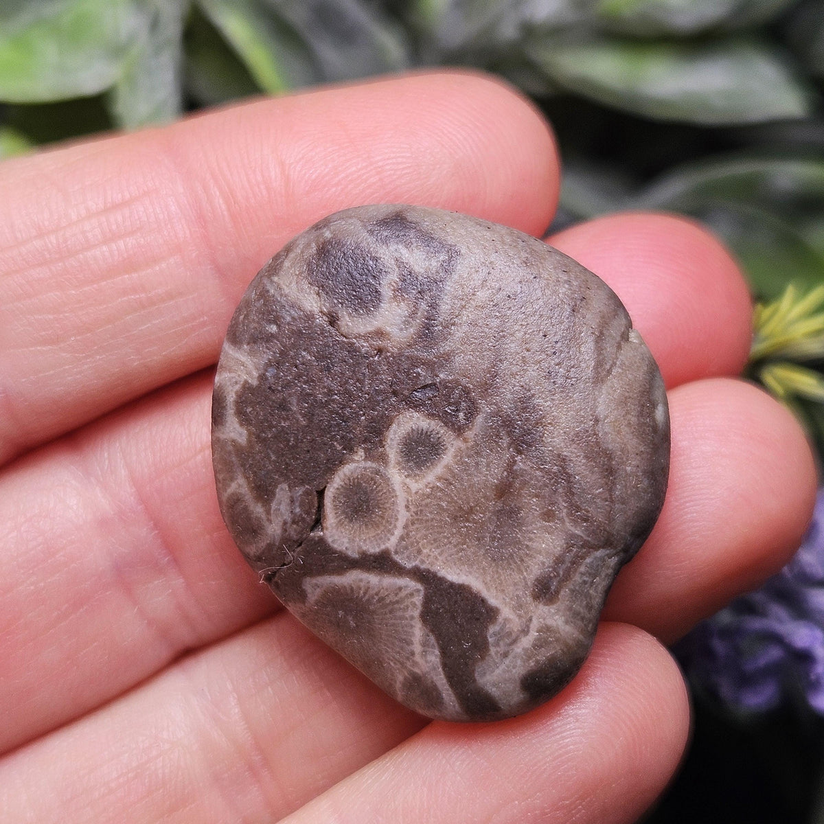 Petoskey Stones (Choose Your Weight) Natural Raw Specimens from Michigan