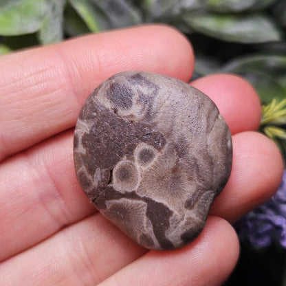 Petoskey Stones (Choose Your Weight) Natural Raw Specimens from Michigan