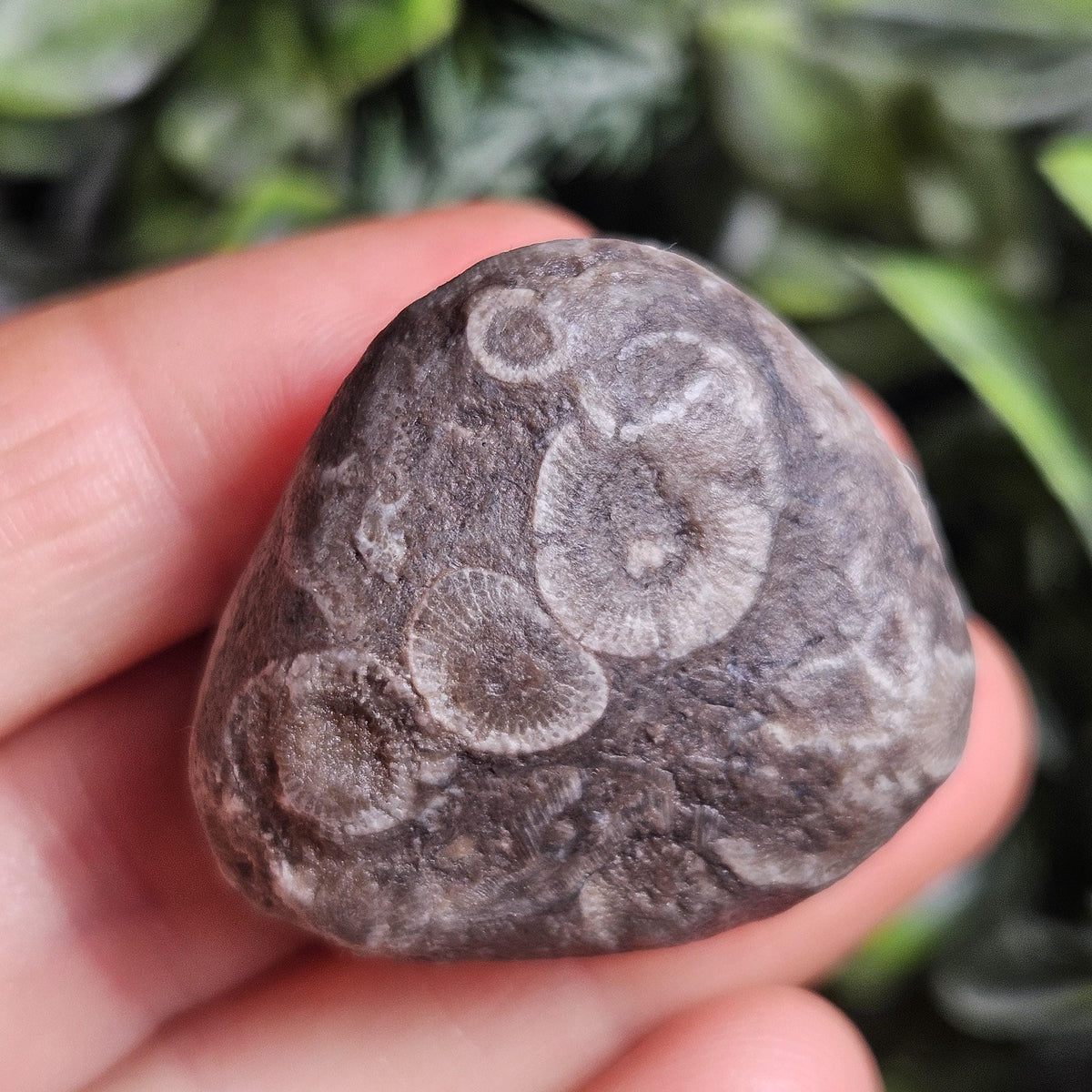 Petoskey Stones (Choose Your Weight) Natural Raw Specimens from Michigan
