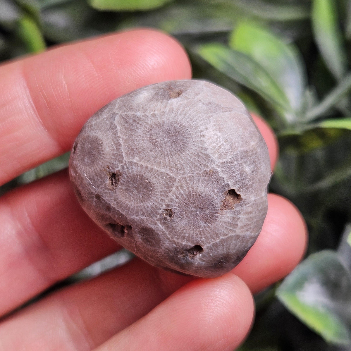 Petoskey Stones (Choose Your Weight) Natural Raw Specimens from Michigan