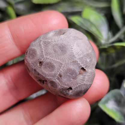 Petoskey Stones (Choose Your Weight) Natural Raw Specimens from Michigan