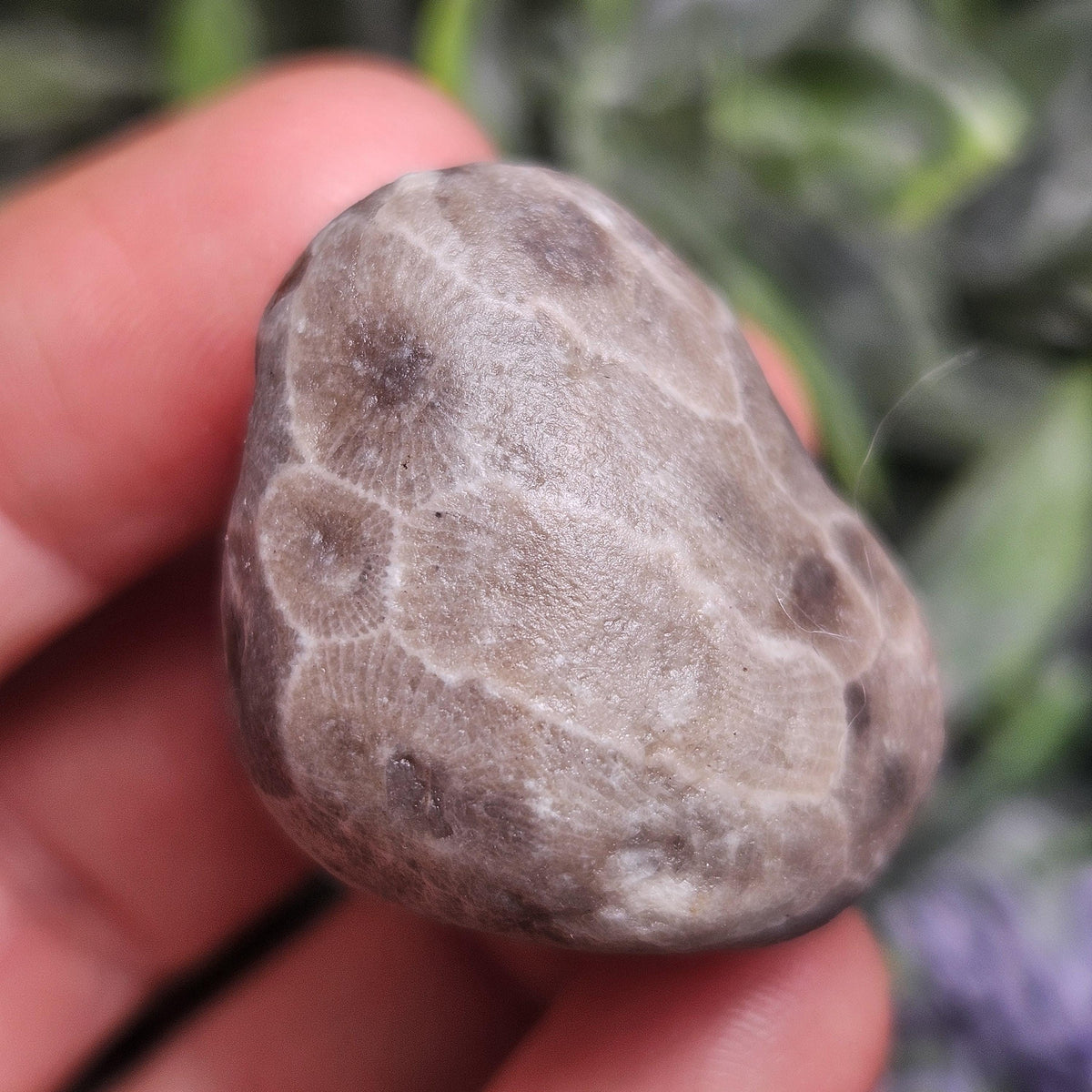 Petoskey Stones (Choose Your Weight) Natural Raw Specimens from Michigan