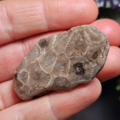 Petoskey Stones (Choose Your Weight) Natural Raw Specimens from Michigan