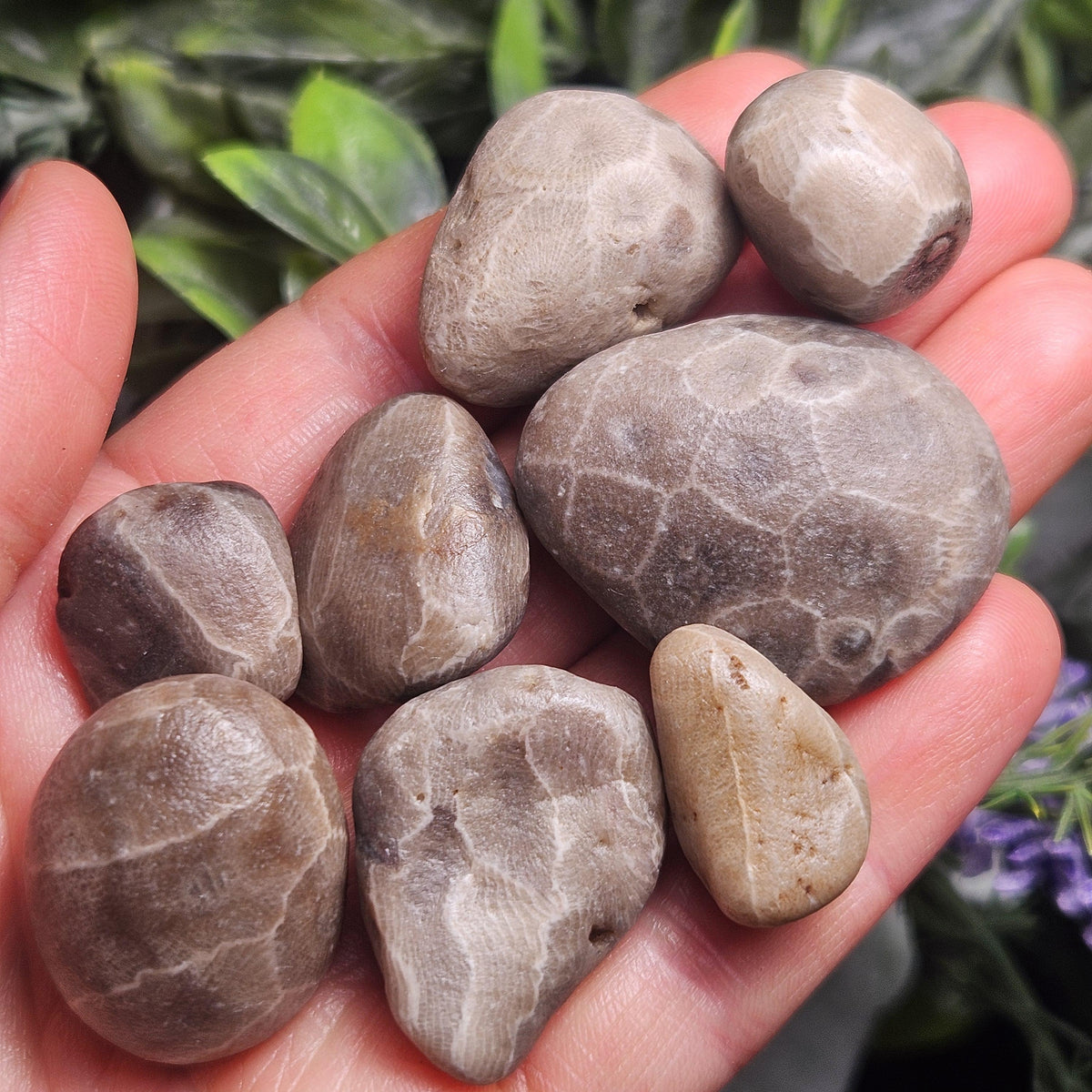 Petoskey Stones (Choose Your Weight) Natural Raw Specimens from Michigan