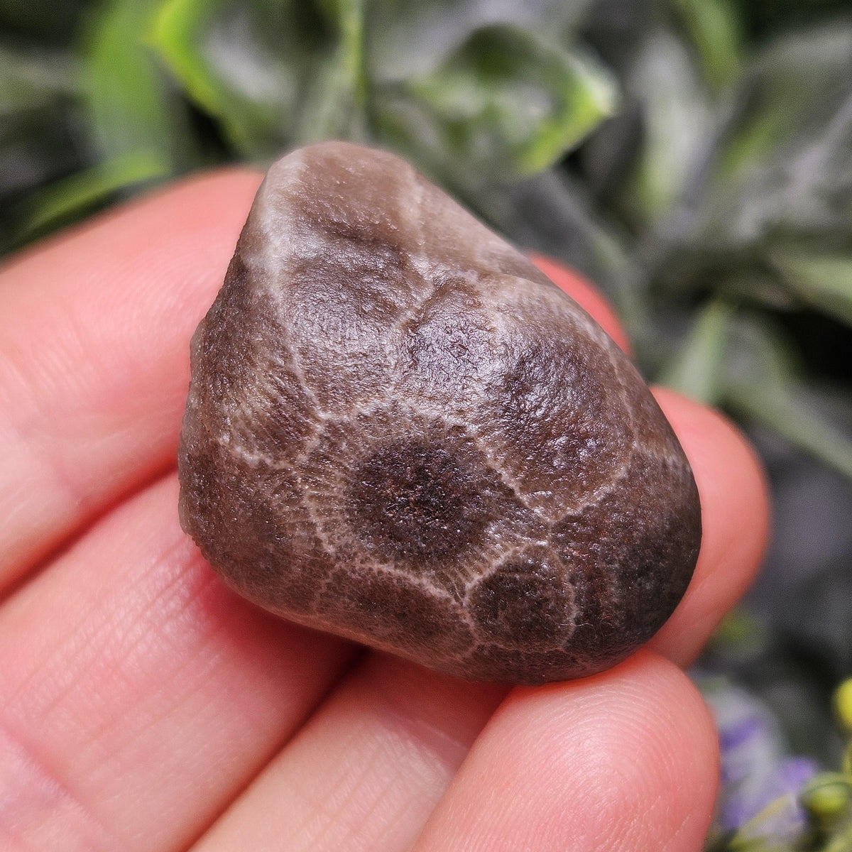 Petoskey Stones (Choose Your Weight) Natural Raw Specimens from Michigan