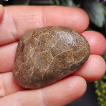 Petoskey Stones (Choose Your Weight) Natural Raw Specimens from Michigan
