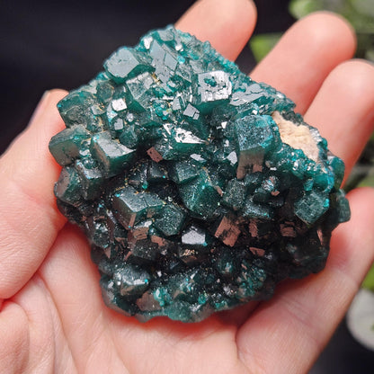 Dioptase Crystal Cluster from Congo 95.65g