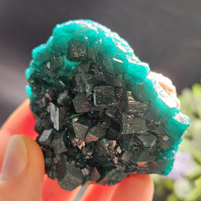 Dioptase Crystal Cluster from Congo 95.65g