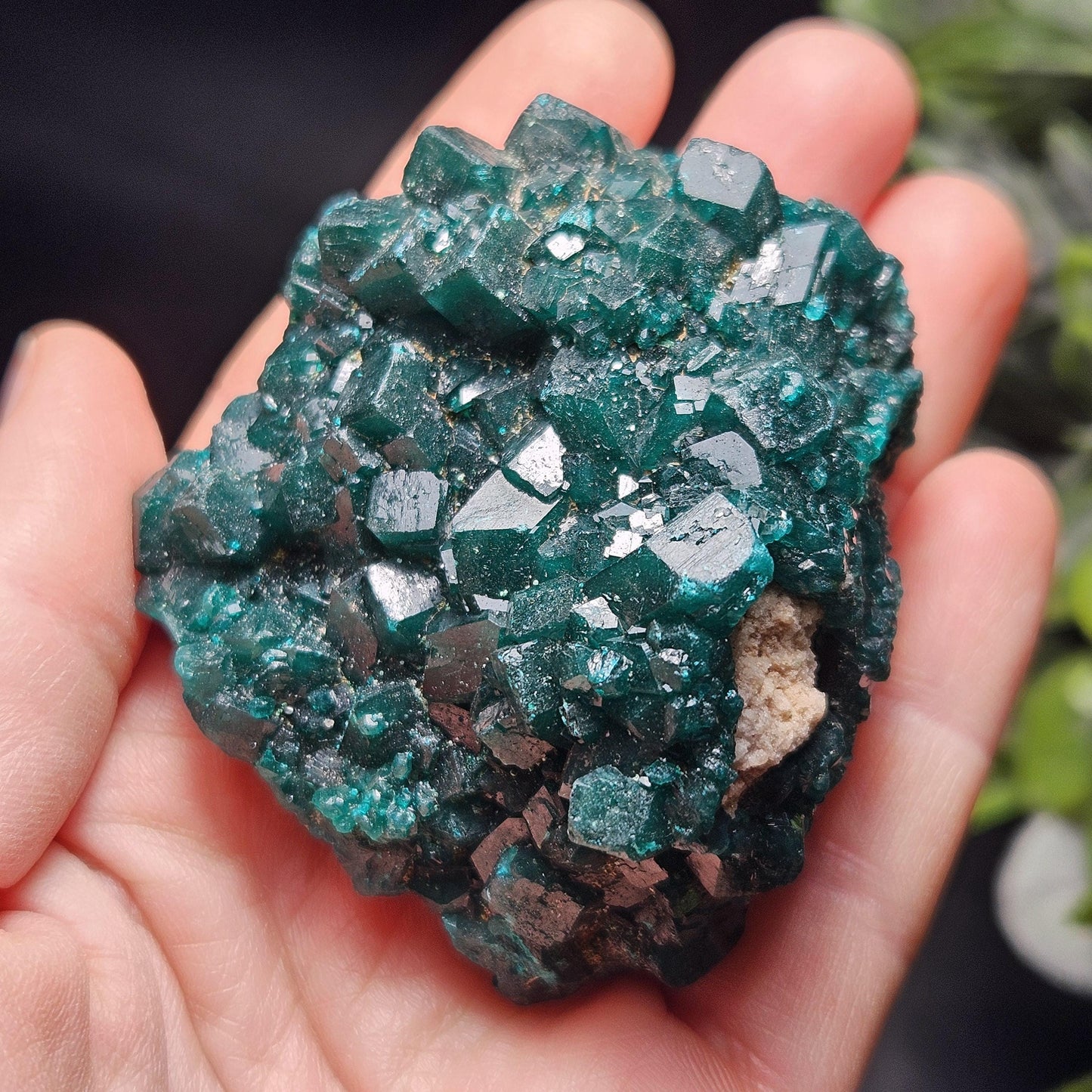 Dioptase Crystal Cluster from Congo 95.65g