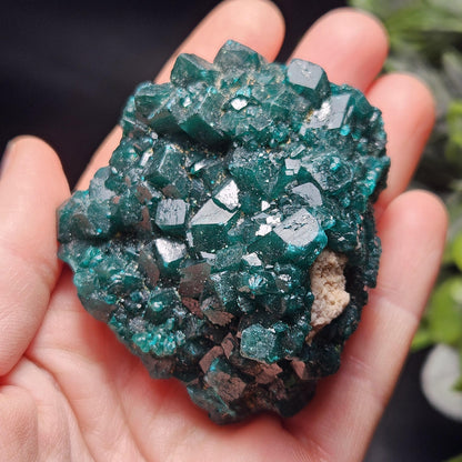 Dioptase Crystal Cluster from Congo 95.65g
