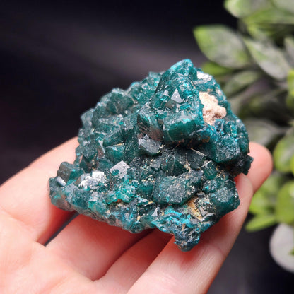 Dioptase Crystal Cluster from Congo 95.65g