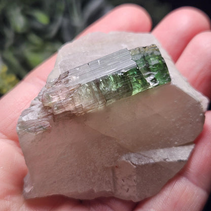 Watermelon Tourmaline on Quartz 53.32g