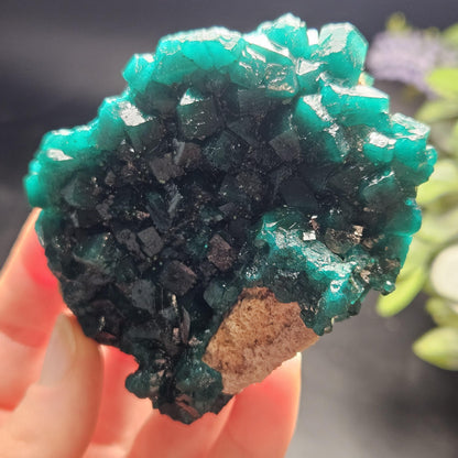 Dioptase Cluster Specimen from Congo 115g