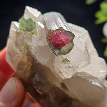 Watermelon Tourmaline on Quartz 166.23g, Terminated Bicolored Brazilian Tourmaline Specimen, Watermelon Tourmaline Crystal, Pink Tourmaline