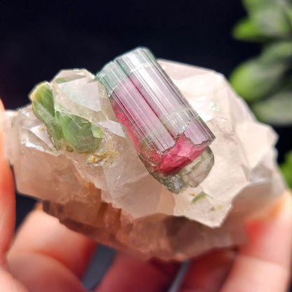 Watermelon Tourmaline on Quartz 166.23g, Terminated Bicolored Brazilian Tourmaline Specimen, Watermelon Tourmaline Crystal, Pink Tourmaline