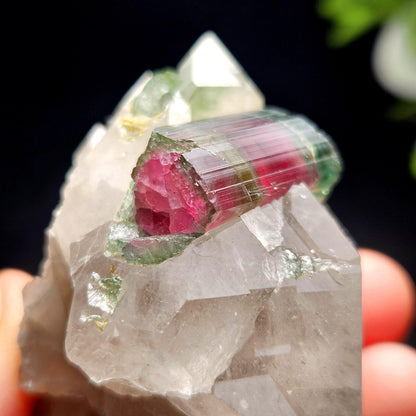Watermelon Tourmaline on Quartz 166.23g, Terminated Bicolored Brazilian Tourmaline Specimen, Watermelon Tourmaline Crystal, Pink Tourmaline