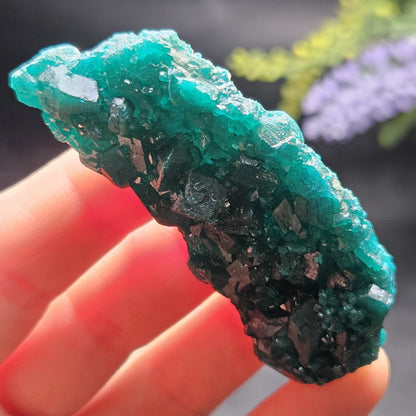 Dioptase Crystal Cluster from Congo 33.13g