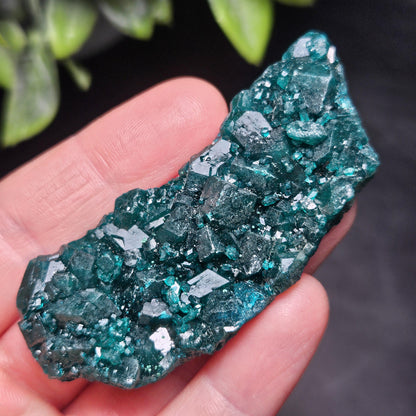 Dioptase Crystal Cluster from Congo 33.13g
