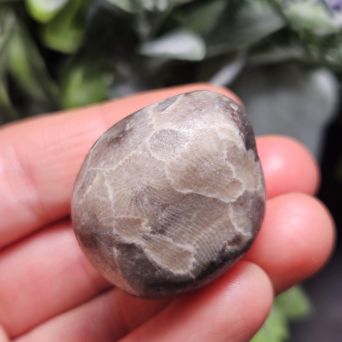 Petoskey Stones (Choose Your Weight) Natural Raw Specimens from Michigan